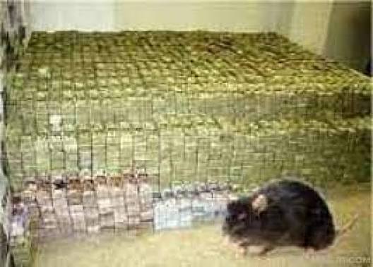 Spiritual Rats / Short Boys (Amagudwane) That Brings Money, For Hire Call / WhatsApp: +27722171549 - Photo 2
