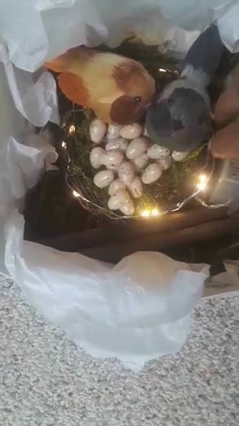 African Traditional Spells Caster With Long Distance Power Healing Call / WhatsApp +27722171549  - Photo 3